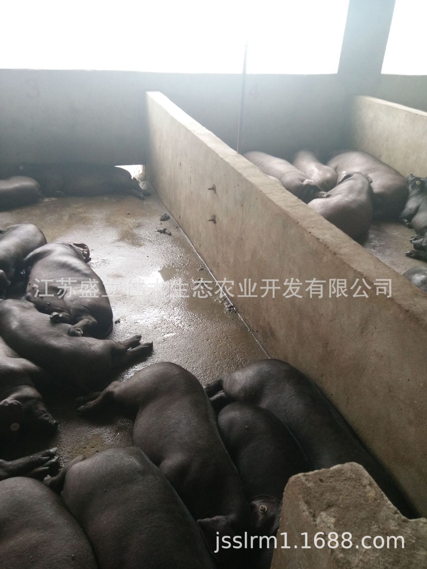 原种梅山猪杂交二代母猪/杜梅产仔多/瘦肉率高/耐粗饲/生长速度快