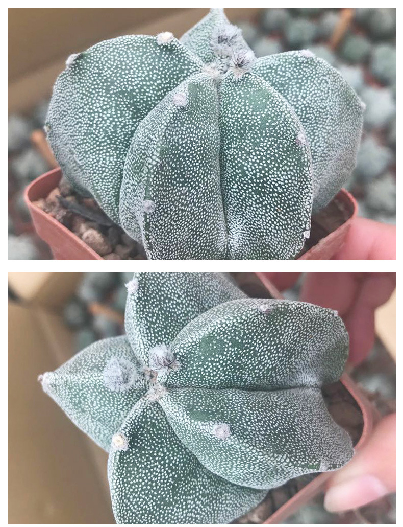 白沙五角鸾凤玉多肉植物仙人球创意花卉绿植小盆景大棚厂家批发