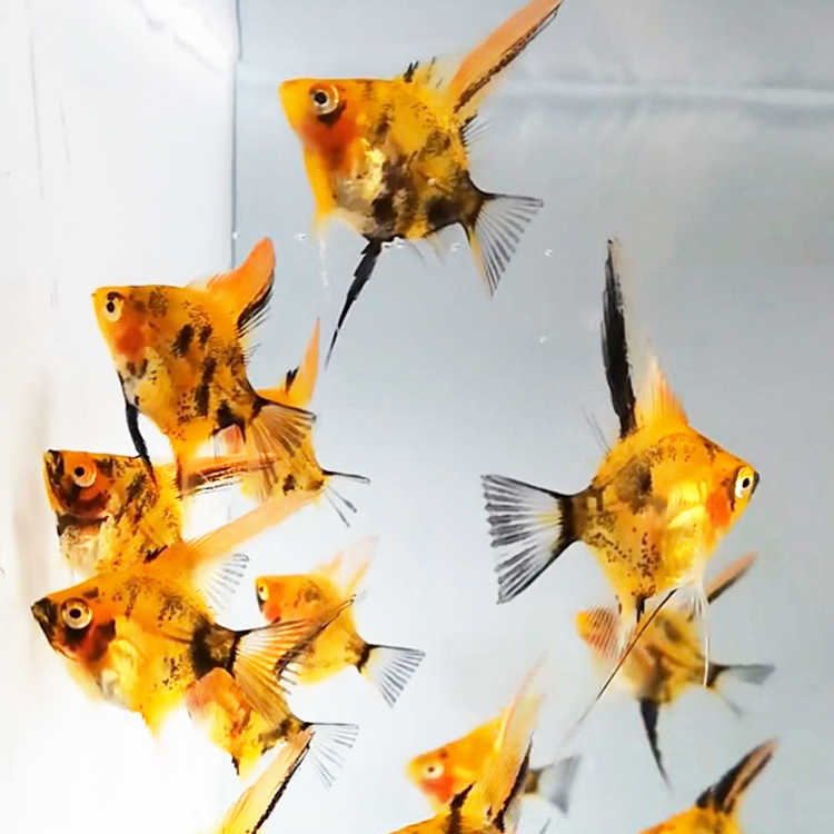 水族宠物三色燕子鱼热带观赏淡水鱼草缸群游上层鱼艳渔特价鱼批发