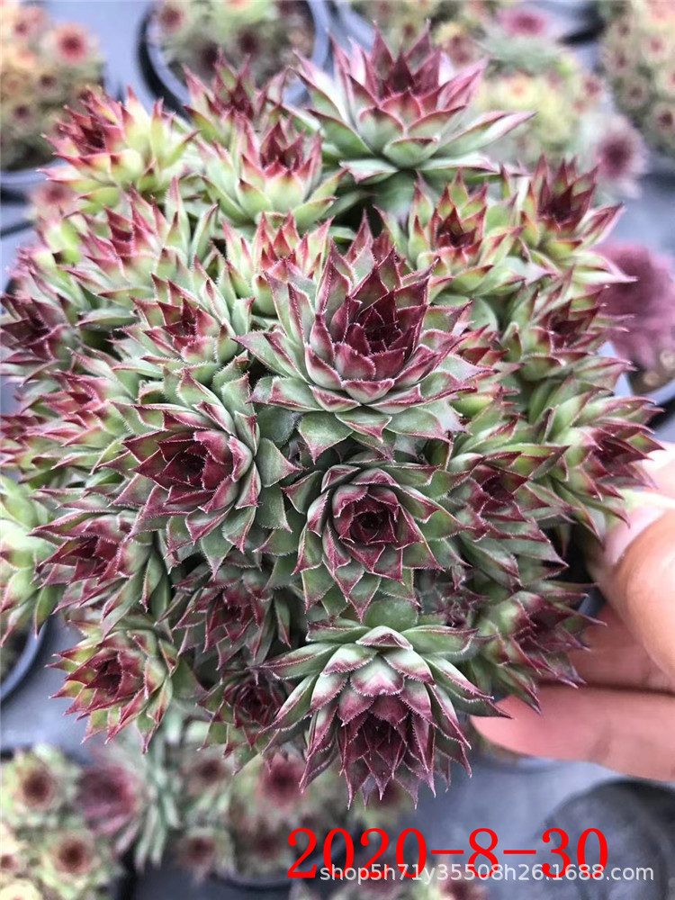 859大棚批发多肉盆栽品种 红钻群多肉长生草植物品相实拍