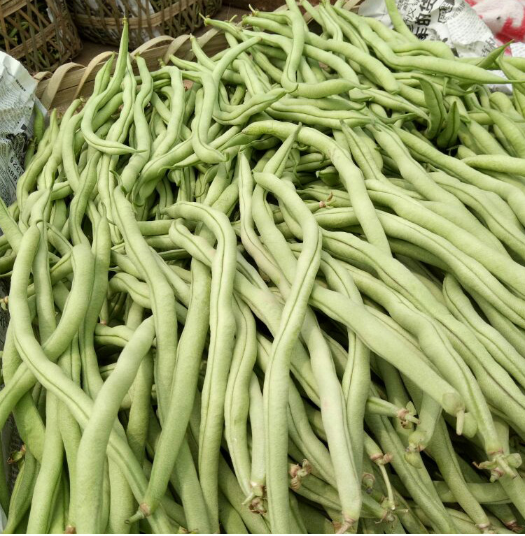 山东老来少芸豆种子春季四季蔬菜种孑九粒白芸豆籽种无筋架豆种籽
