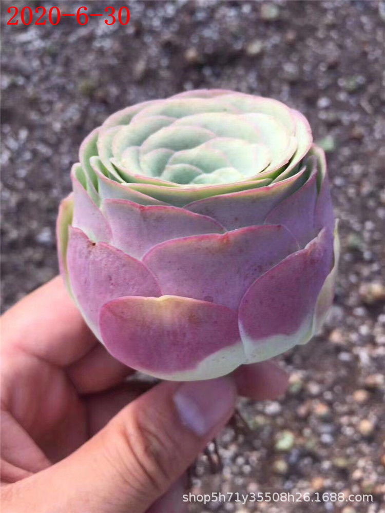 012多肉山地玫瑰植物系列批发小玉单头水蜜桃老桩多肉玫瑰品种