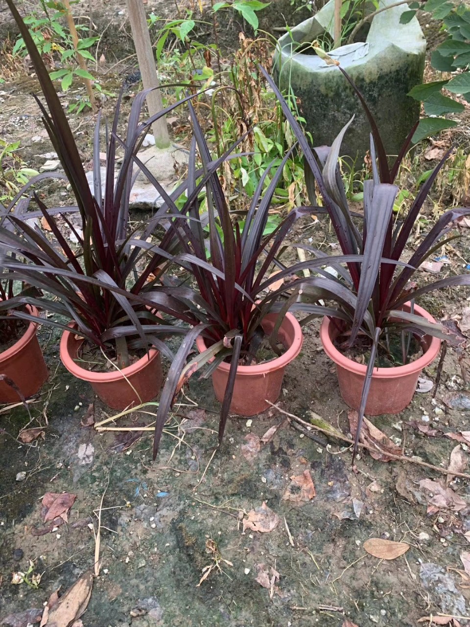 201供应  紫叶文殊兰 袋苗盆栽 开红花 基地直销
