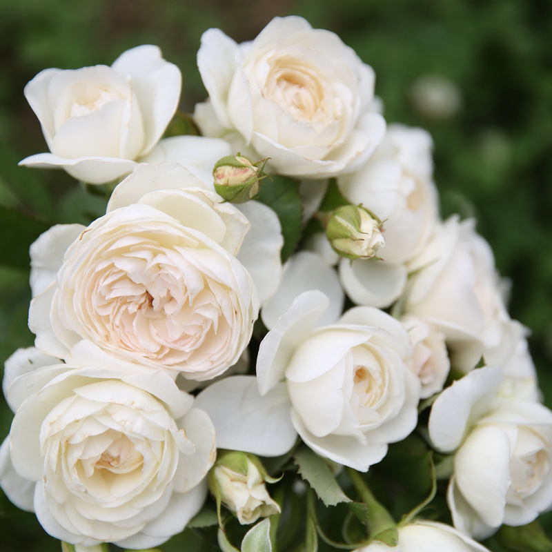 藤本月季基地直供 奥斯汀粉蝴蝶玫瑰苗大花浓香 园林绿化苗木批发