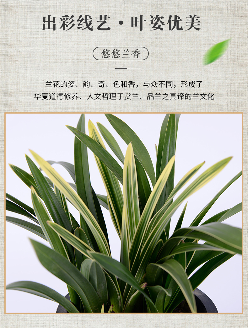 兰神兰花金边中国龙宽叶大花惠兰杂交兰花绿萝盆栽原盆原土带花苞