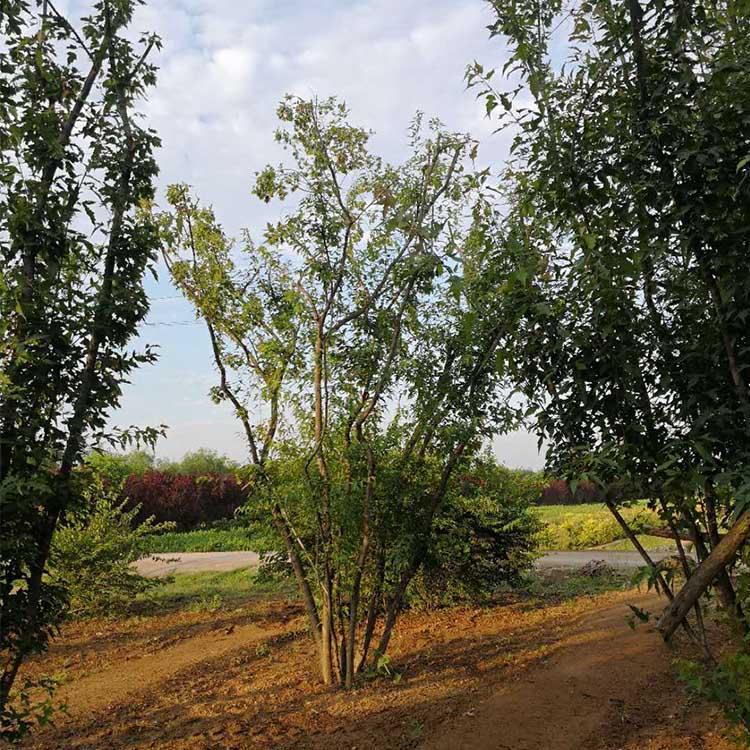 4米茶条槭 树形优美 丛生茶条槭 绿化苗