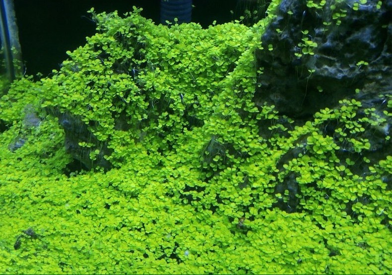 鱼缸装饰水草种子牛毛草迷你对叶草速成前景彩叶草爱情草水草种子
