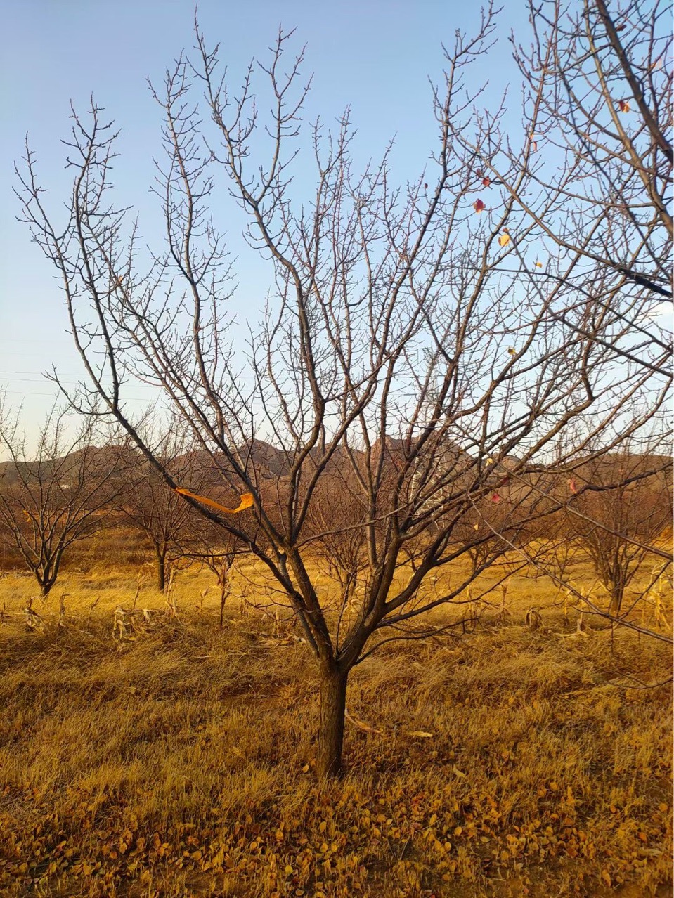 辽宁山杏价格/供应山杏5-15公分大量/山杏基地一站式服务