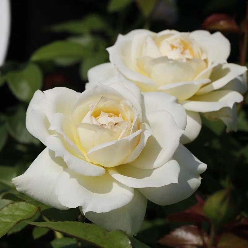 法国玫昂大花灌木月季花苗【 柴可夫斯基】抗病强勤 多头多季开花