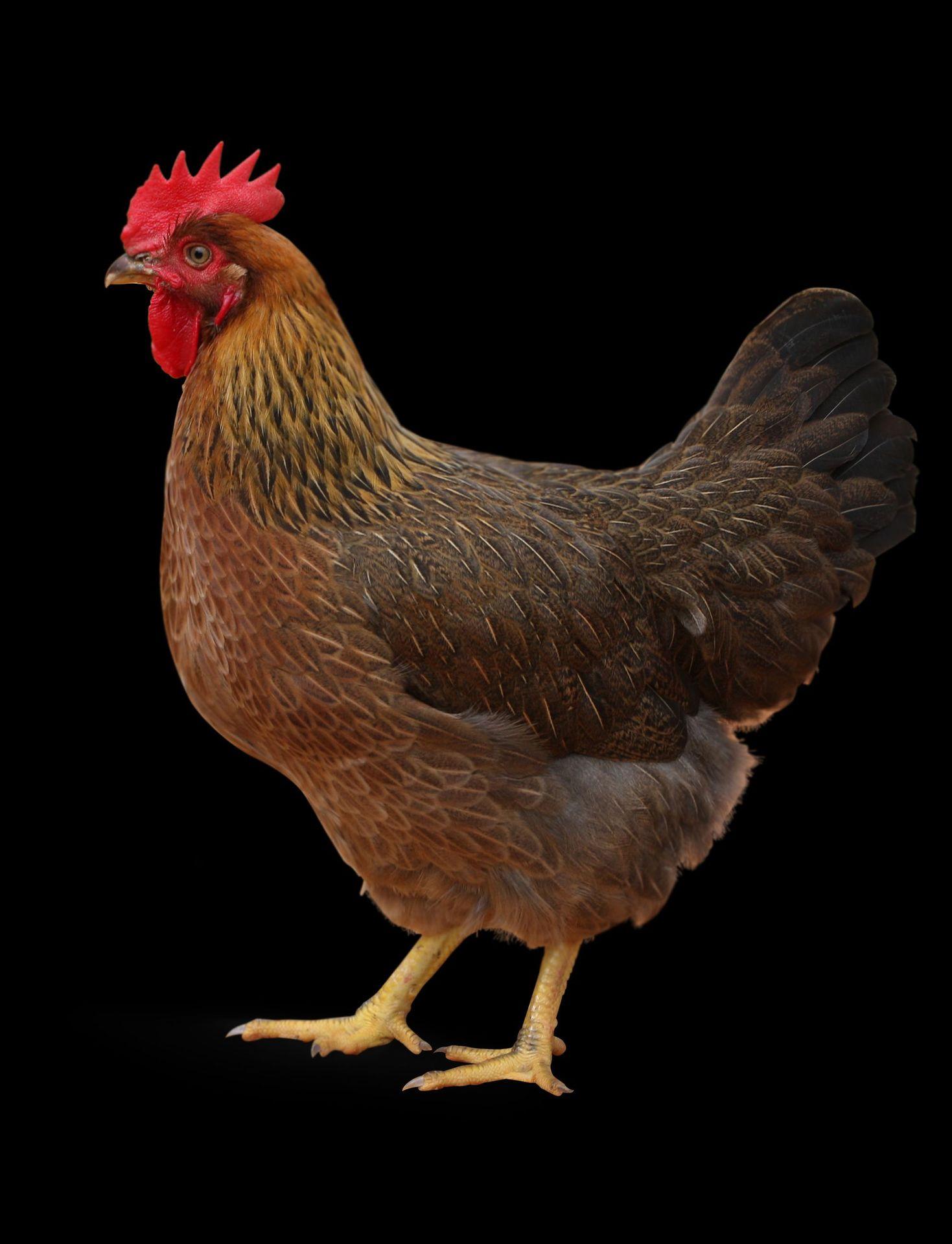 温氏鸡 清远麻 麻鸡  毛鸡  鲜鸡 冻鸡 鲜品 冻品