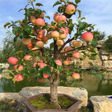矮桩嫁接苹果树盆栽盆景带果室内四季红富士水果好成活阳台小果树