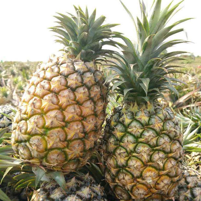海南金钻凤梨10斤装手撕菠萝新鲜凤梨甜蜜蜜热带水果香水菠萝批发