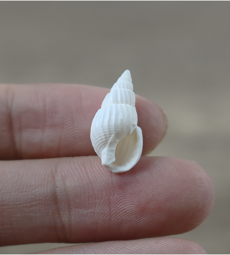 天然海螺贝壳500克小白螺白米螺漂流瓶微景观盆栽材料批发一斤装