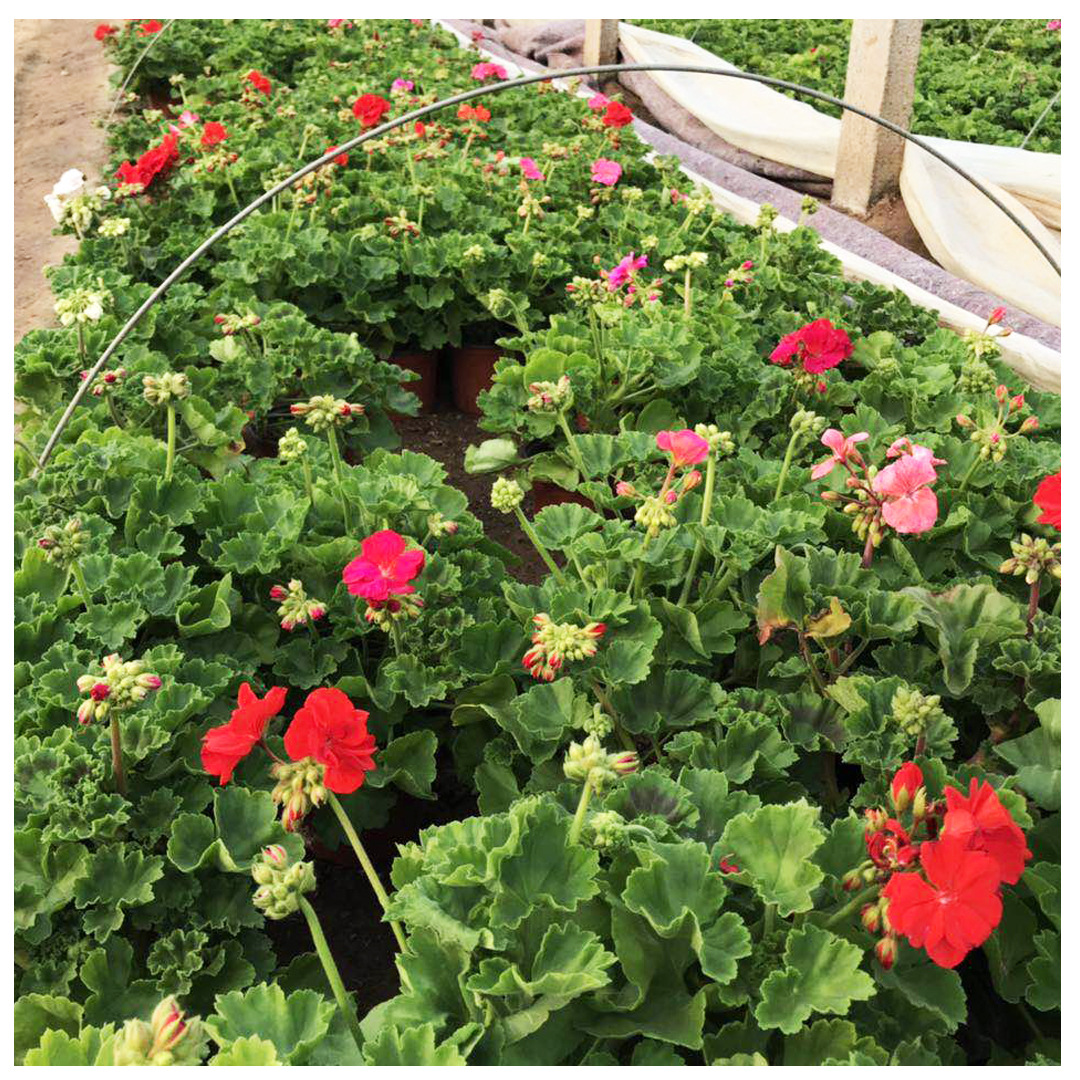 冬季观赏花卉天竺葵 青州盆栽花卉种植批发 过年开花观赏天竺葵