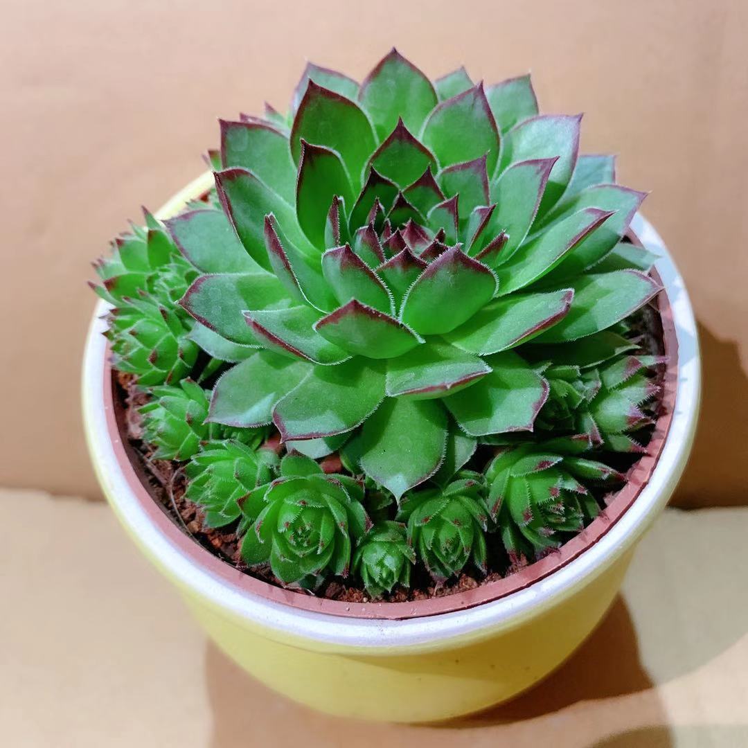 观音莲 多肉植物 景天科 长生草属办公室内净化空气 易养花卉盆栽