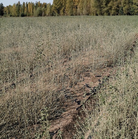一年生沙枣苗高度50-120公分沙枣甘肃沙枣树种植基地