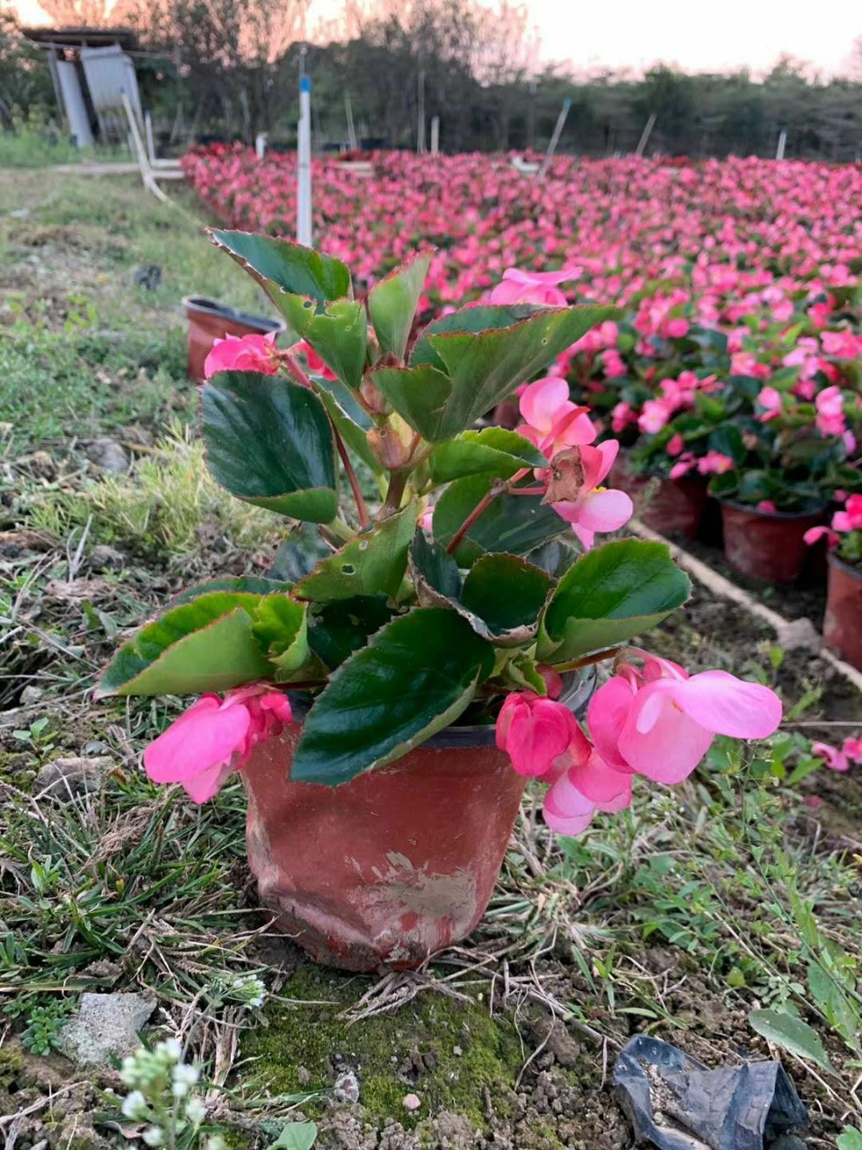 201基地批发 供应 四季秋海棠 袋苗盆栽 时花 草花 摆花 花坛