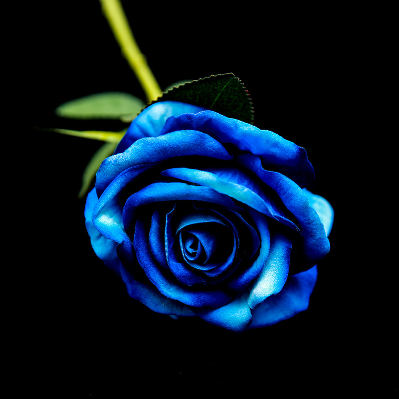 sku-10-蓝色玫瑰【一支】.jpg