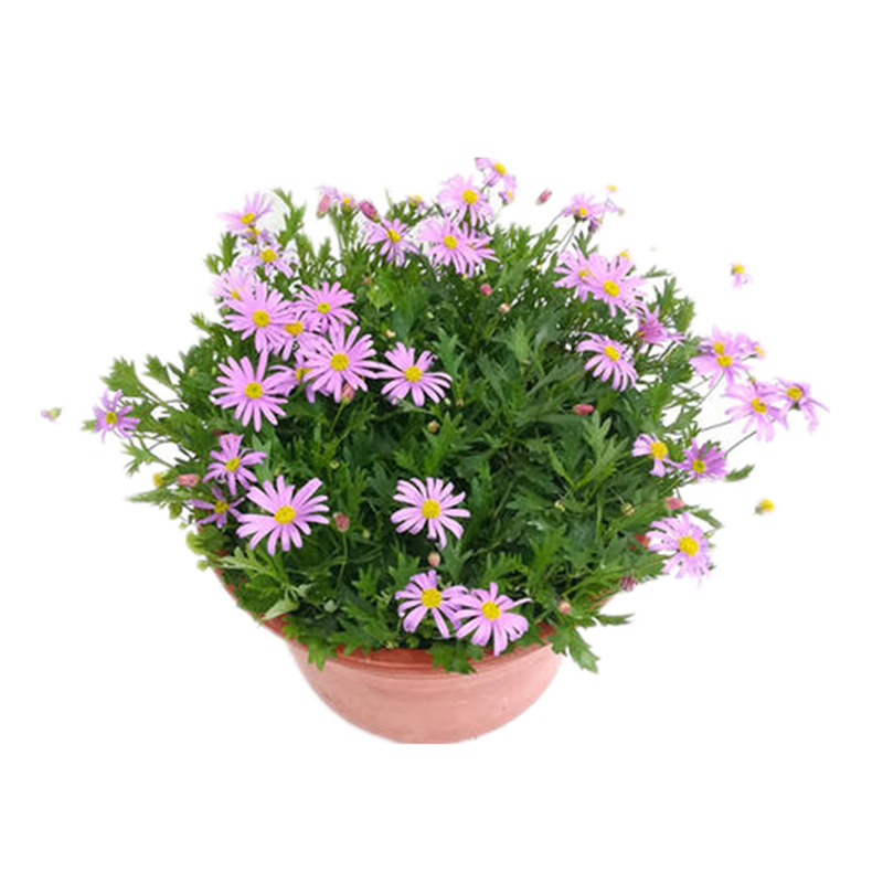 厂家基地批发菊花玛格丽特盆栽花苗 植物花卉室内易爆盆姬小菊