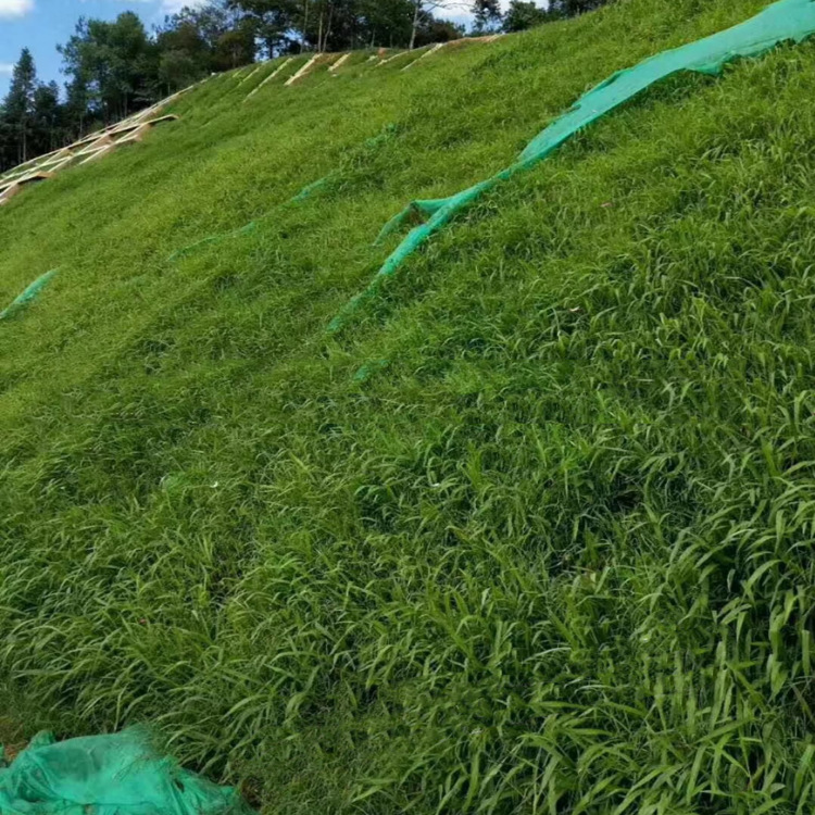 护坡草坪种子绿化护坡王草籽四季青黑麦草荒山覆绿混播草种耐热寒