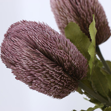 南非班克木佛塔针垫一件德邦空运包邮小众鲜花进口花材_阿里巴巴找货