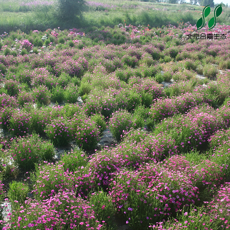 麦仙翁阳台庭院绿化 园林工程绿化种子野花种子四季易种盆栽种子