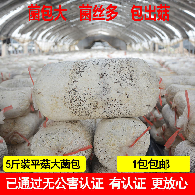 5斤大蘑菇菌包菌菌种平菇种菌棒多肉绿植家庭菜园种植蘑菇