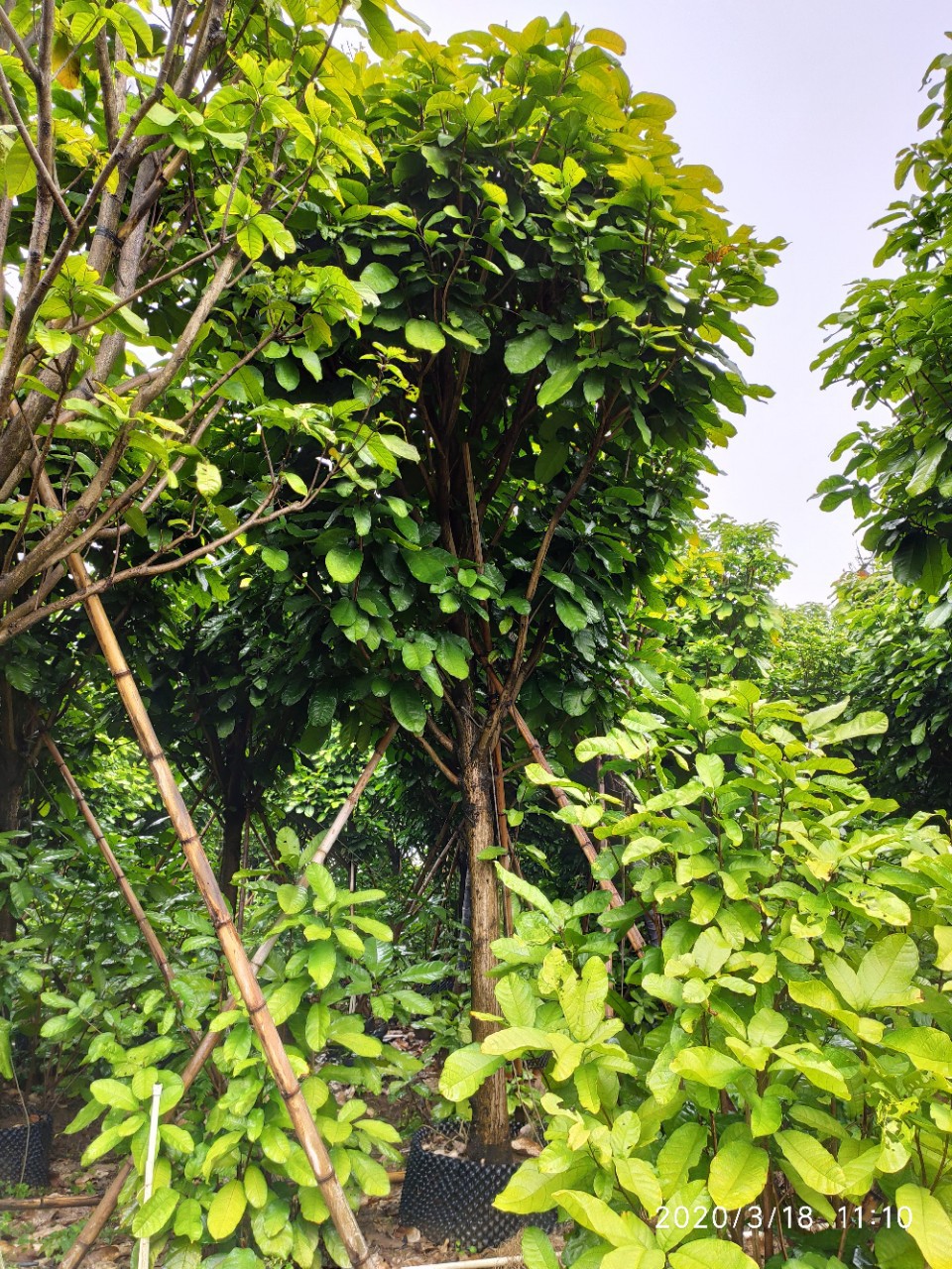 富贵子 优质园林果树萍婆 苹婆广东基地直销质量保证