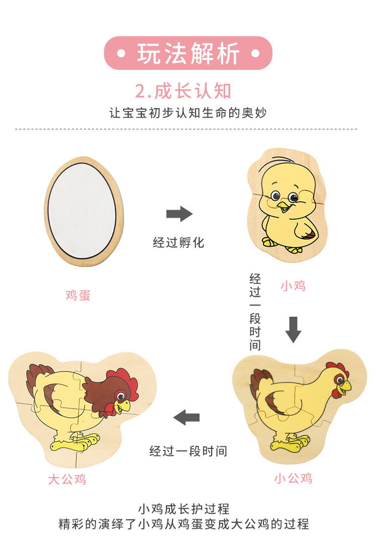 鸡的成长过程简笔画图片