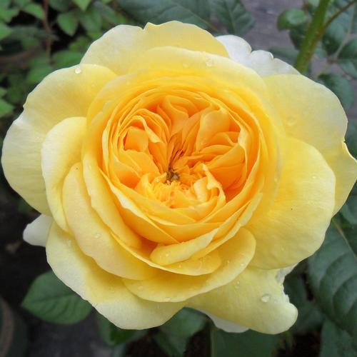 【卡特琳娜/凯特琳娜】黄色月季花园庭院花卉盆栽地栽淼利园艺