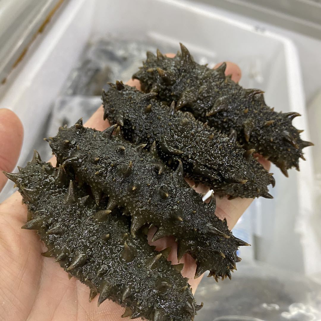 大连拉缸盐半干海参辽参盐渍参500g中火20-60头大量批发