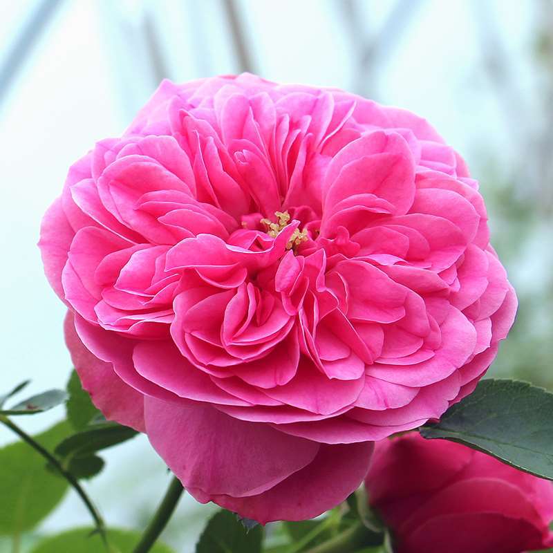 粉色达芬奇玫瑰四季开花特大苗庭院栽植南方盆栽花卉北方爬藤月季