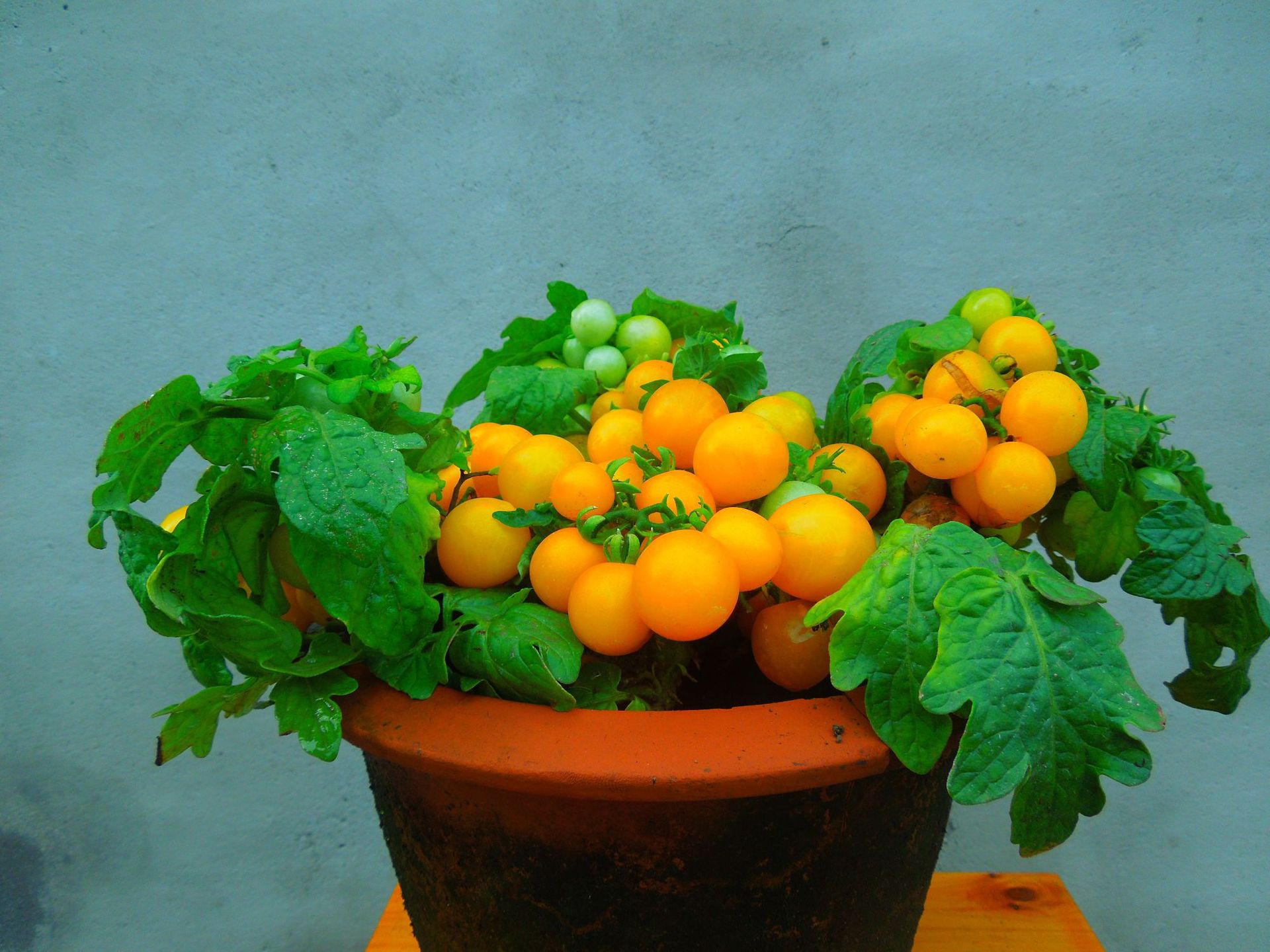 在幼苗二叶一心期,选择健壮无病苗,于晴天傍晚进行 ,假植后浇定根水.