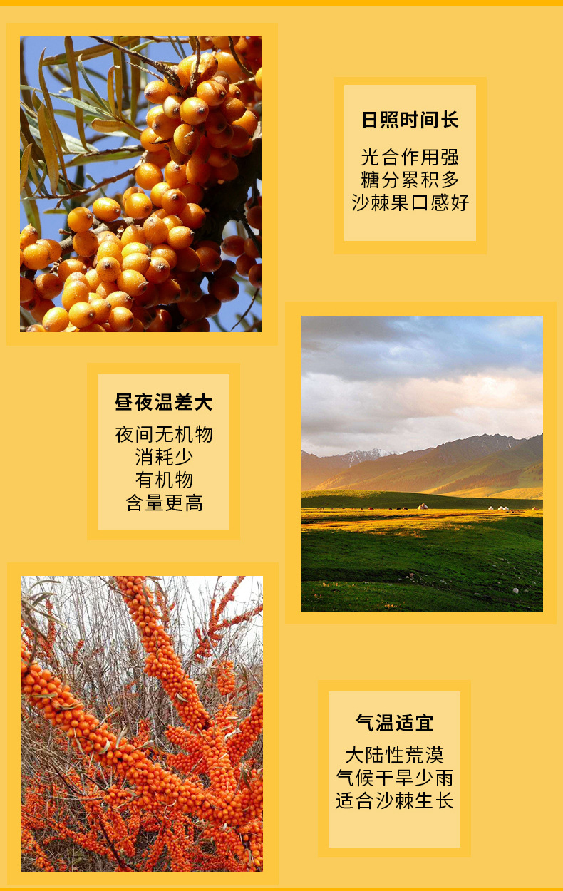 新疆有机沙棘果冷链包邮 沙棘鲜果沙棘冻果做沙棘原浆沙棘酵素
