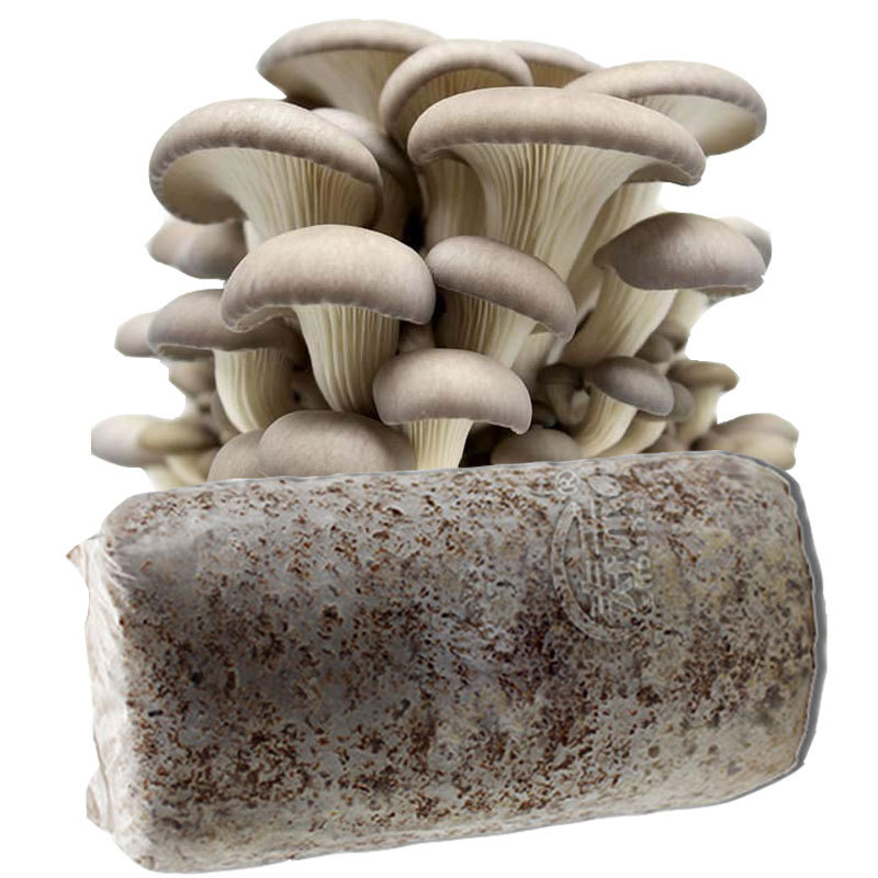 蘑菇菌包种植包菌菇平菇菌种香菇菌种家庭子自种食用灵芝磨菇种茵