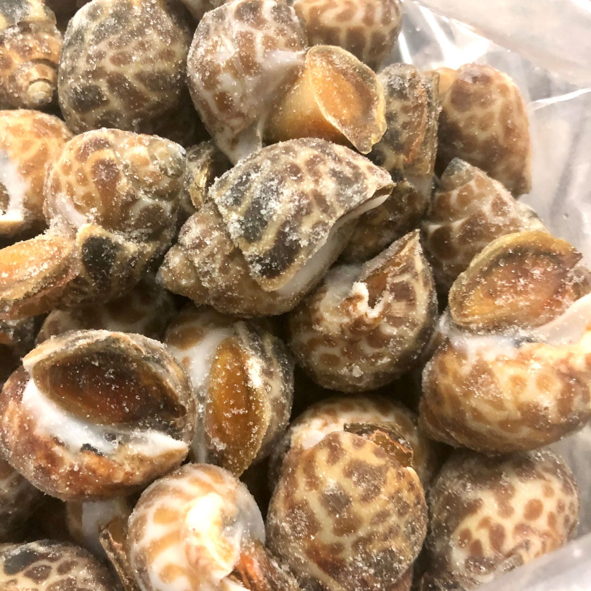 巴基斯坦花螺泰国花螺 冷冻花螺 香螺 海猪海螺 80-120粒 12kg