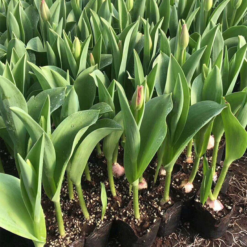 荷兰花小苗现货郁金香花海工程造型用花花形优美的郁金香