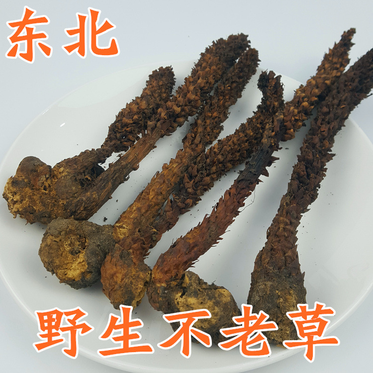 不老草东北野生不老草大兴安岭不老草草苁蓉回春草泡酒料250g包邮