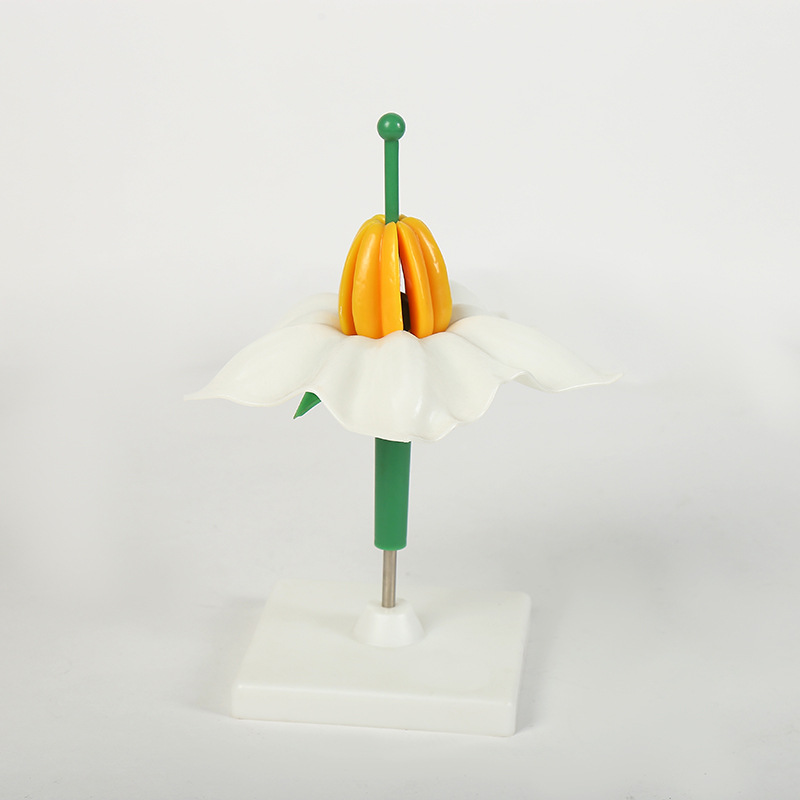 生物教学模型 桃花土豆花油菜花豌豆花模型花朵模型 厂家直供