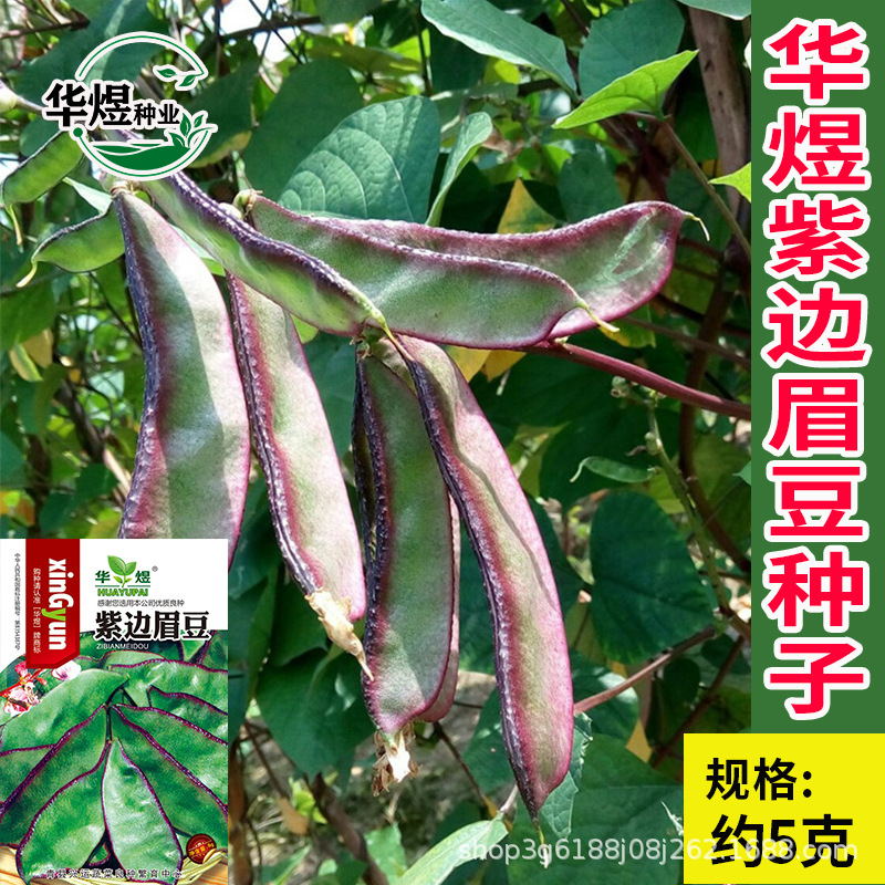 华煜紫边眉豆种子厂家批发菜园易种紫边扁豆芸豆四季豆种籽蔬菜孑