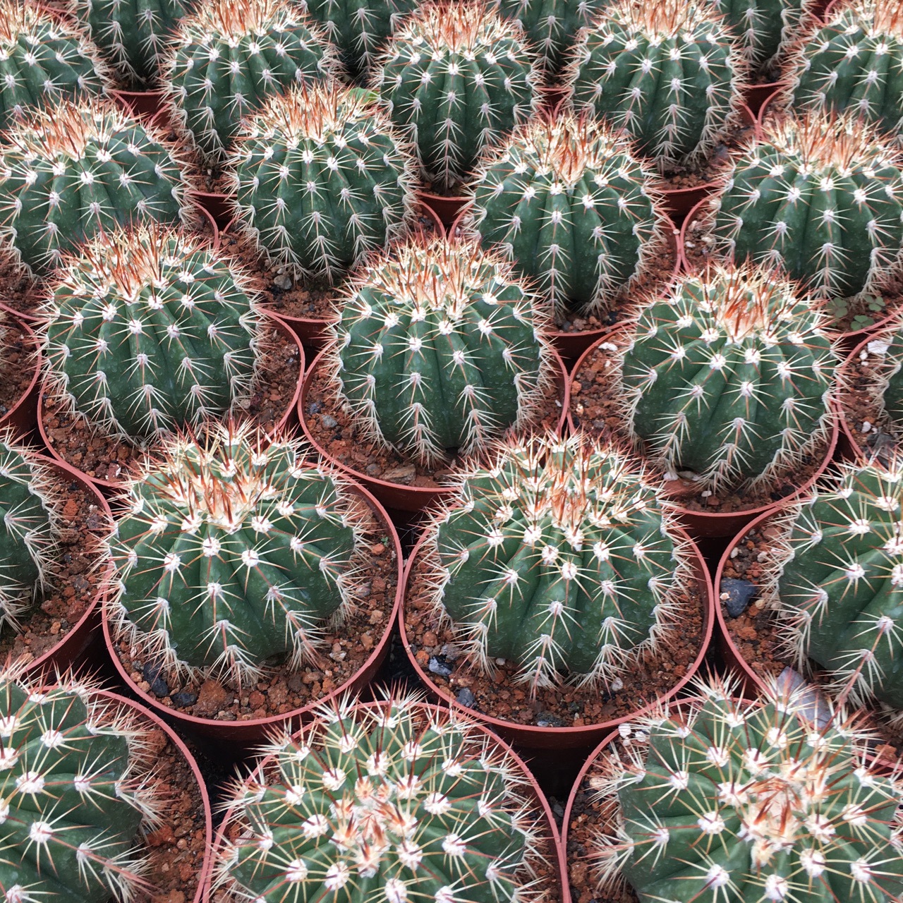 盆栽仙人球多肉植物实生仙人球黄金云绿植小盆栽