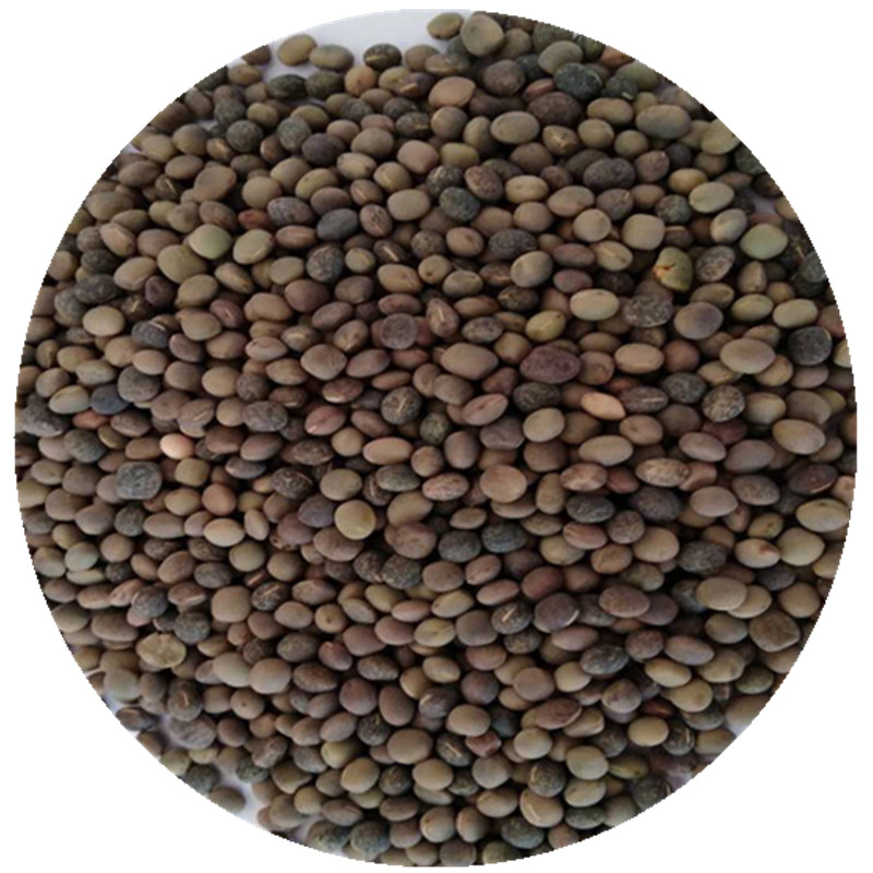 批发供应绿肥种子箭舌豌豆种子 建设豌豆量大批发 箭筈豌豆种子