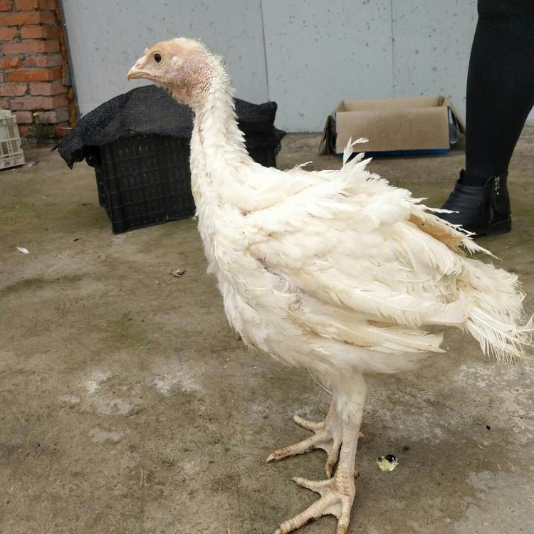 火鸡苗尼古拉火鸡苗 出售尼古拉火鸡苗 量大优惠 中型火鸡苗