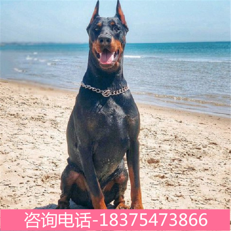 杜宾犬活体纯种杜宾犬幼崽大型宠物犬赛级杜宾幼犬巨型护卫定金价