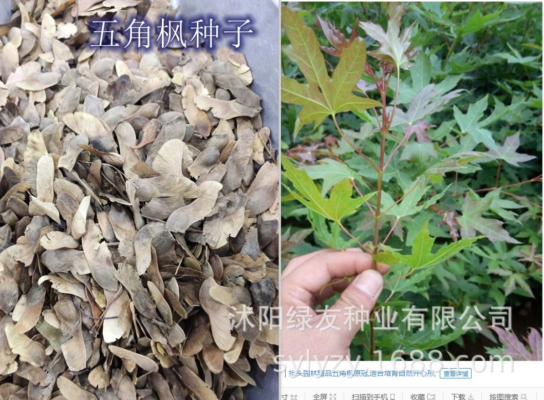 行道树 风景树种子 五角枫和元宝枫 以及五角枫和元宝枫不同之处