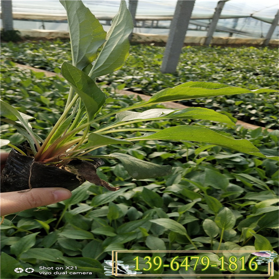 多年生花卉松果菊小苗易成活发芽率充足耐旱耐寒花卉