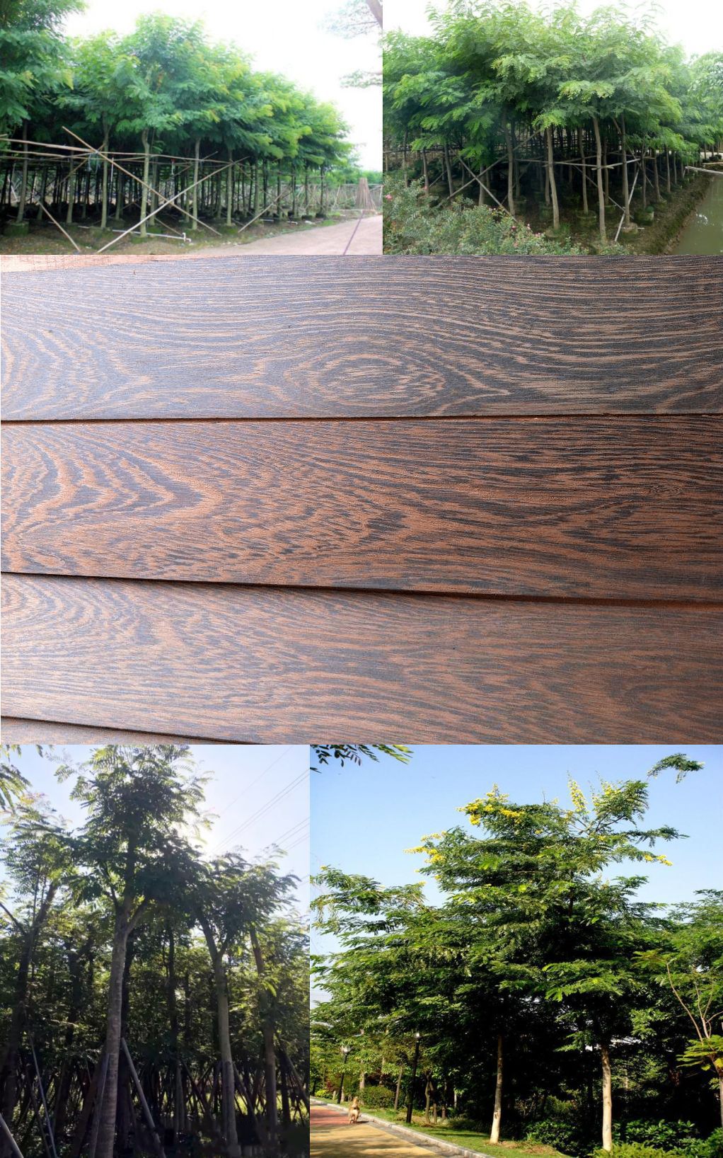 铁刀木树苗盆栽花卉庭院绿化工程苗木鸡翅木行道树木材树珍贵苗木