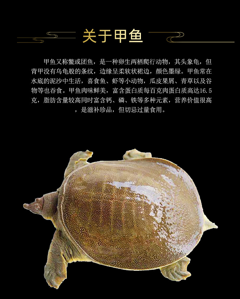 00元 品种 甲鱼苗 货号 001 产地/厂家 河南 用途 种苗 体重 500(g)