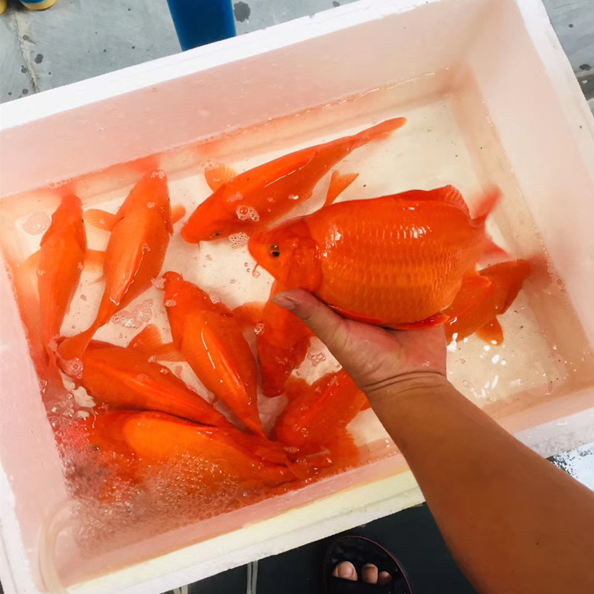观赏鱼火红荷包鲤风水红红火火发财鲤元宝红鲤鱼苗商品鱼活体批发