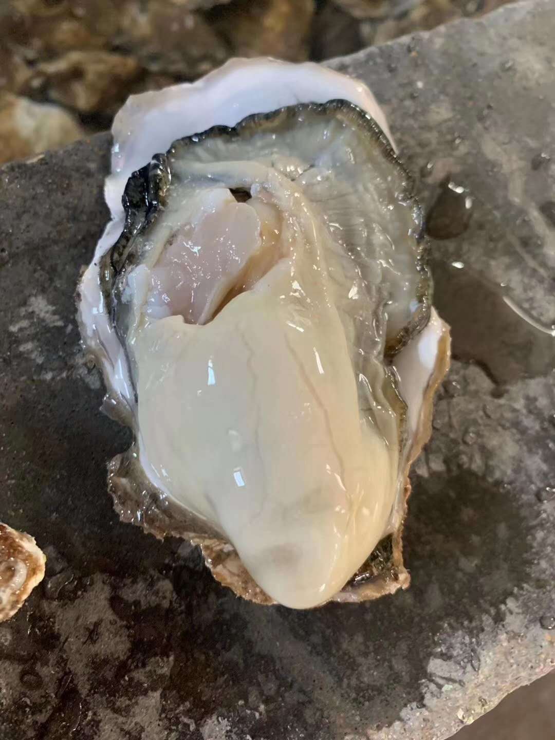 乳山鲜活生蚝三倍体家庭5斤礼盒装